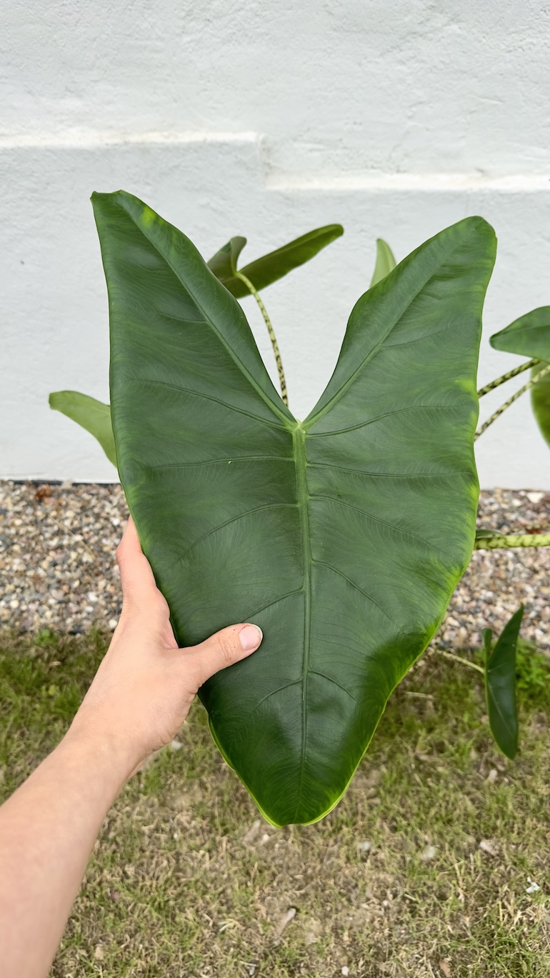 Alocasia Zebrina