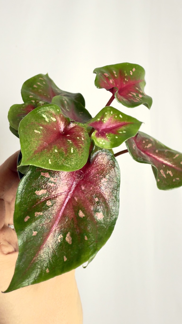 Caladium Pink Speckled