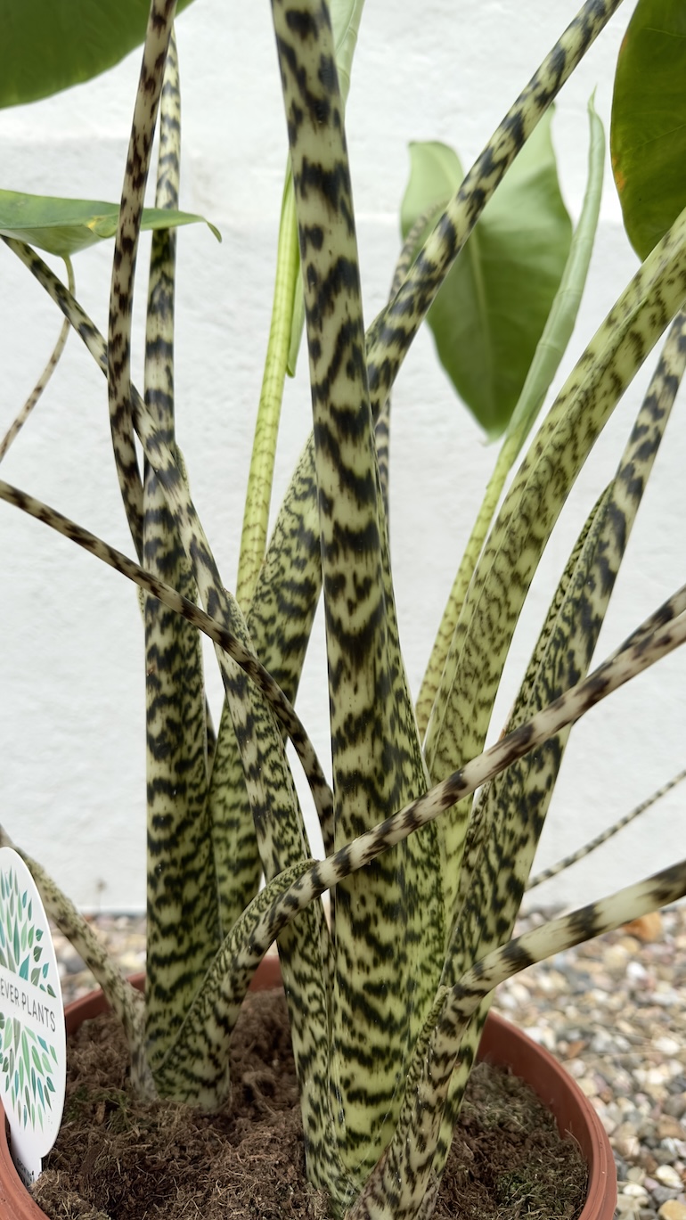Alocasia Zebrina
