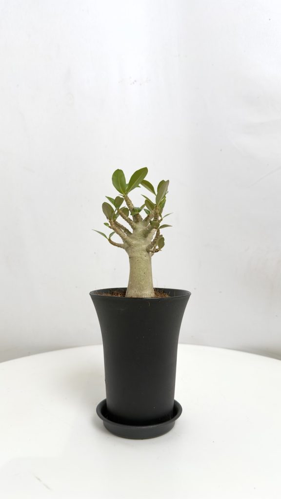 Adenium Obesum