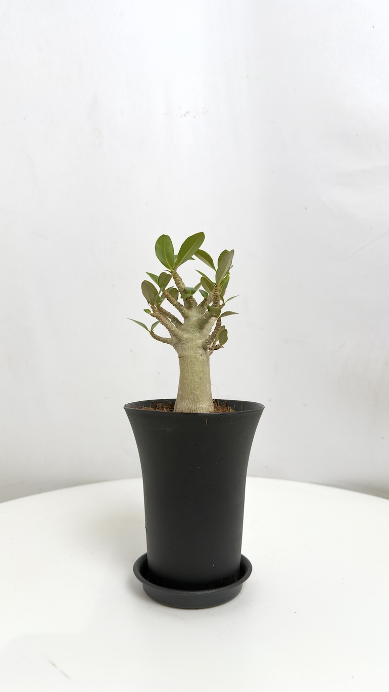 Adenium Obesum