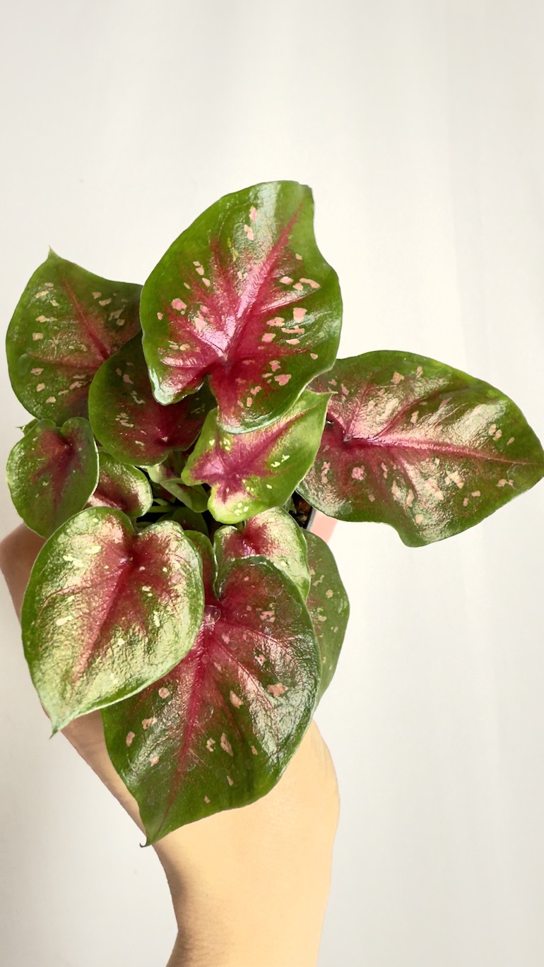 Caladium Pink Speckled
