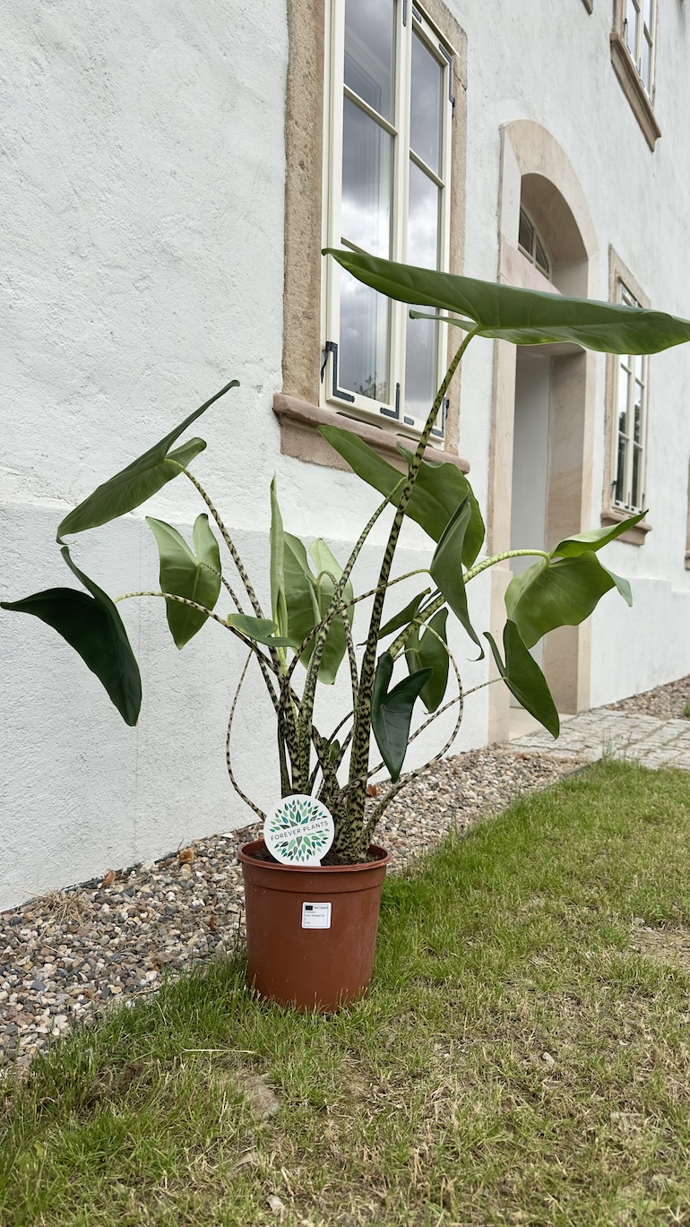 Alocasia Zebrina