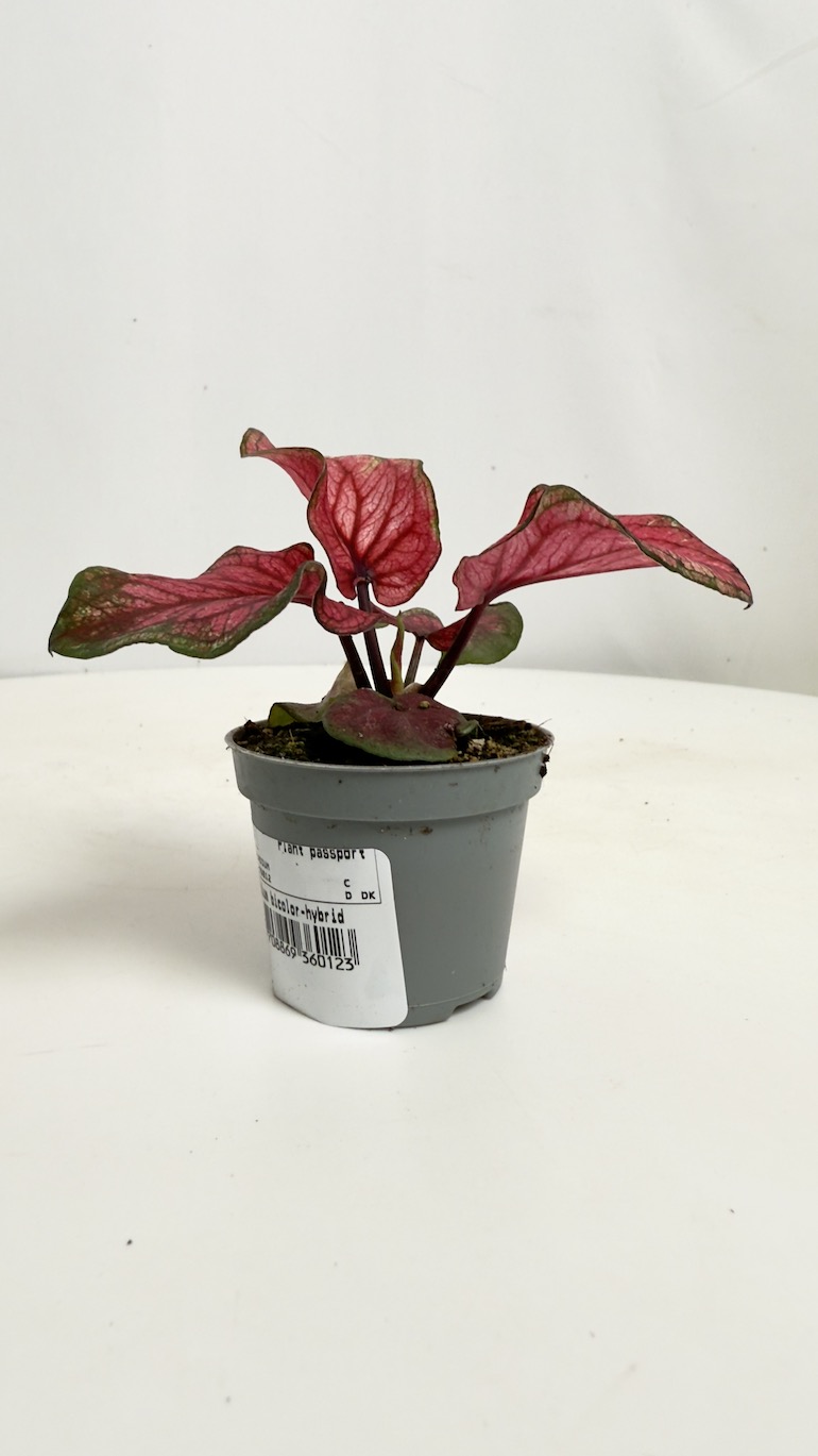 Caladium Lucia Pink
