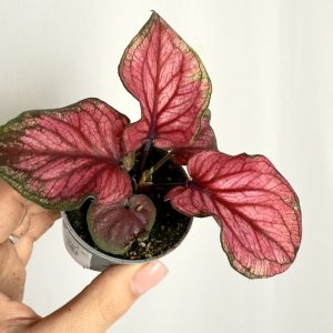 Caladium Lucia Pink