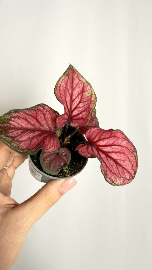 Caladium Lucia Pink