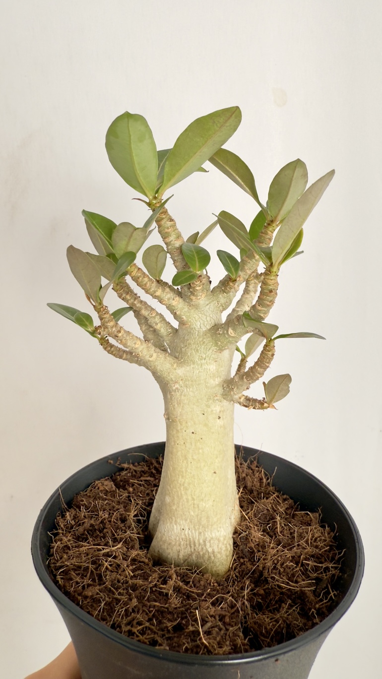 Adenium Obesum