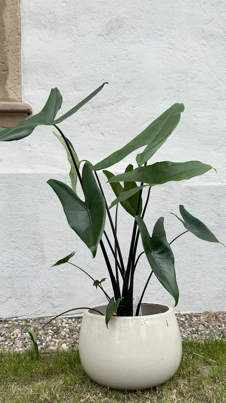 Alocasia zebrina Black