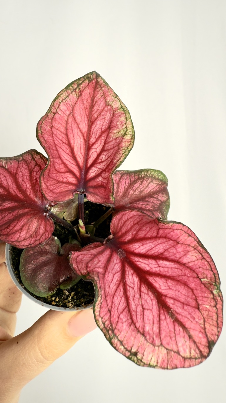 Caladium Lucia Pink