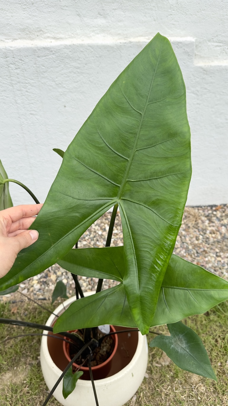 Alocasia zebrina Black