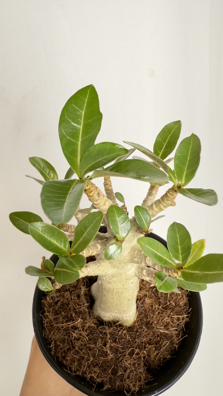 Adenium Obesum