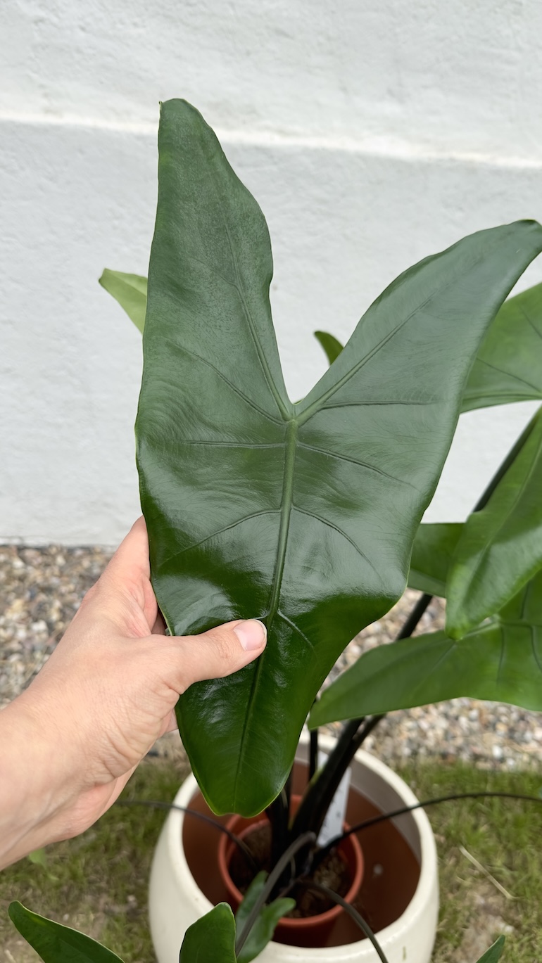 Alocasia zebrina Black
