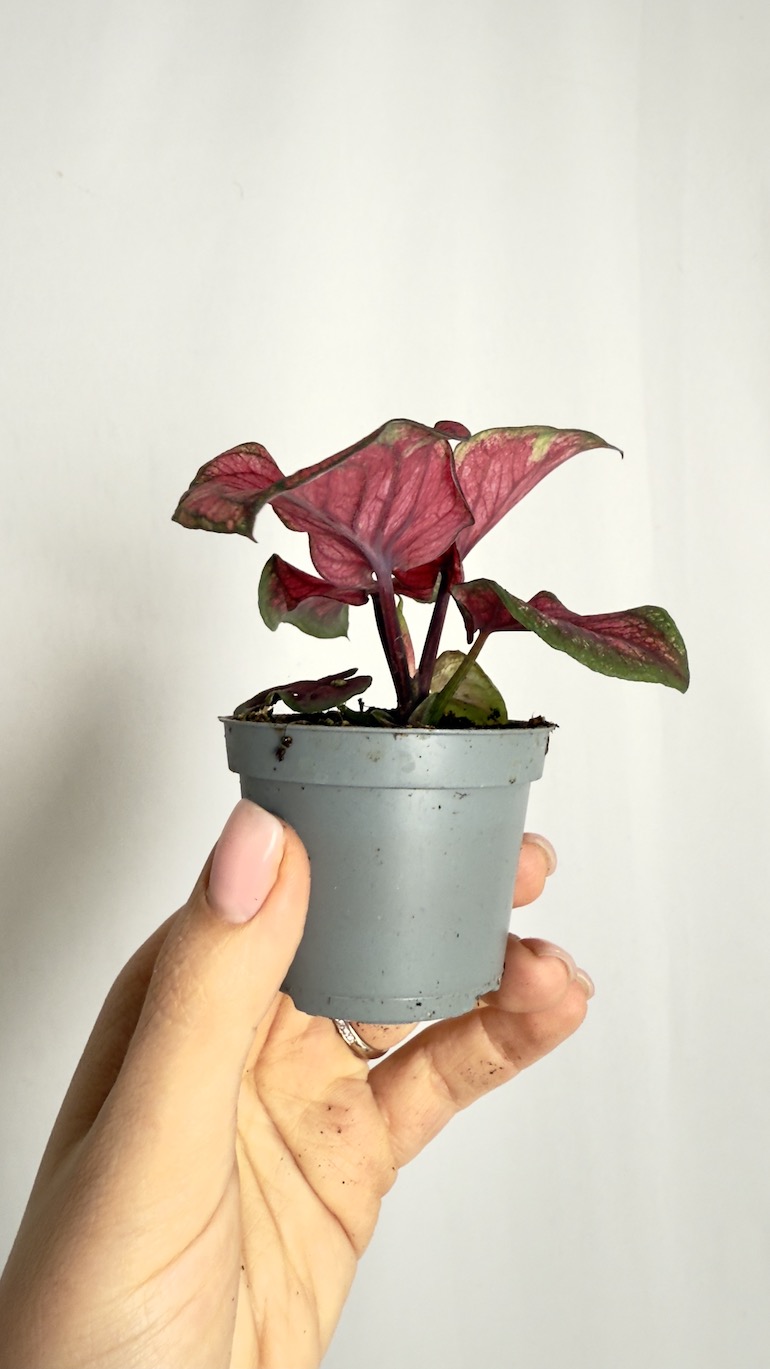 Caladium Lucia Pink