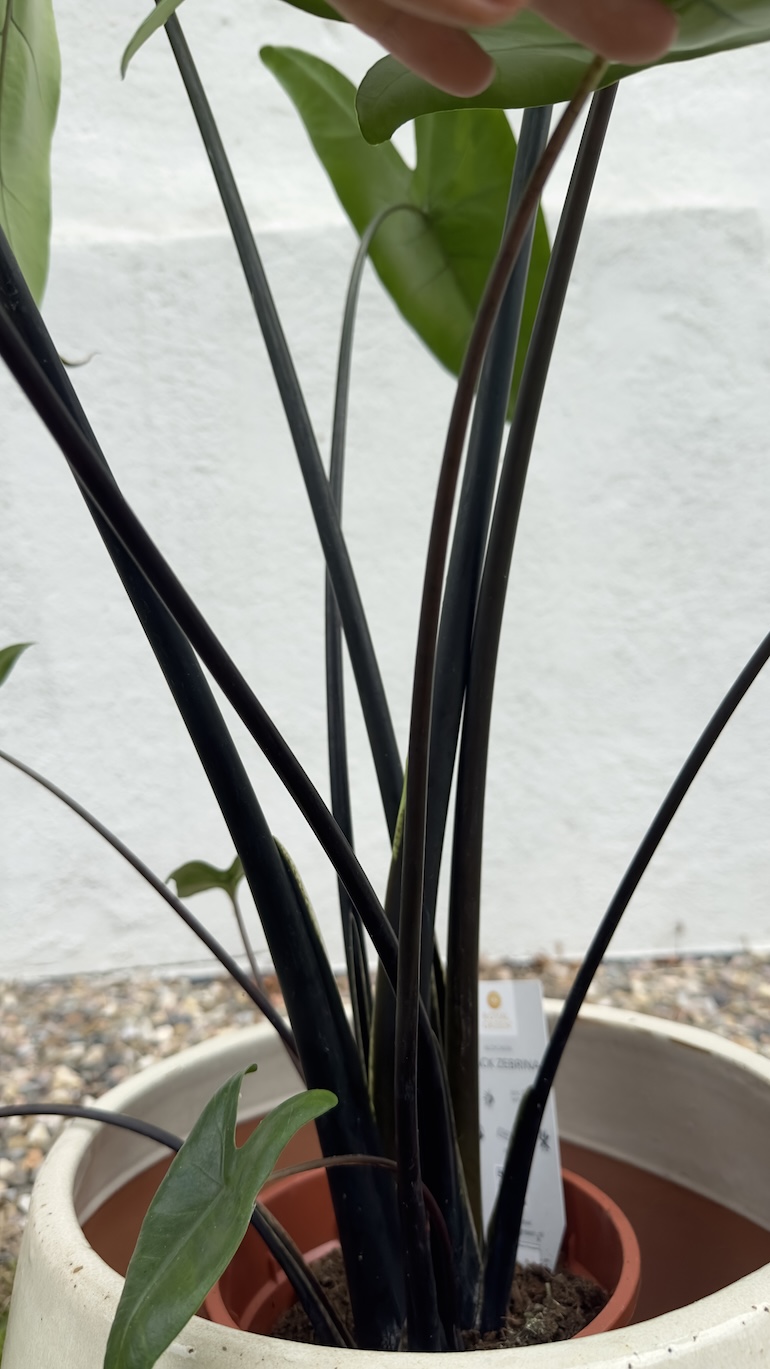 Alocasia zebrina Black