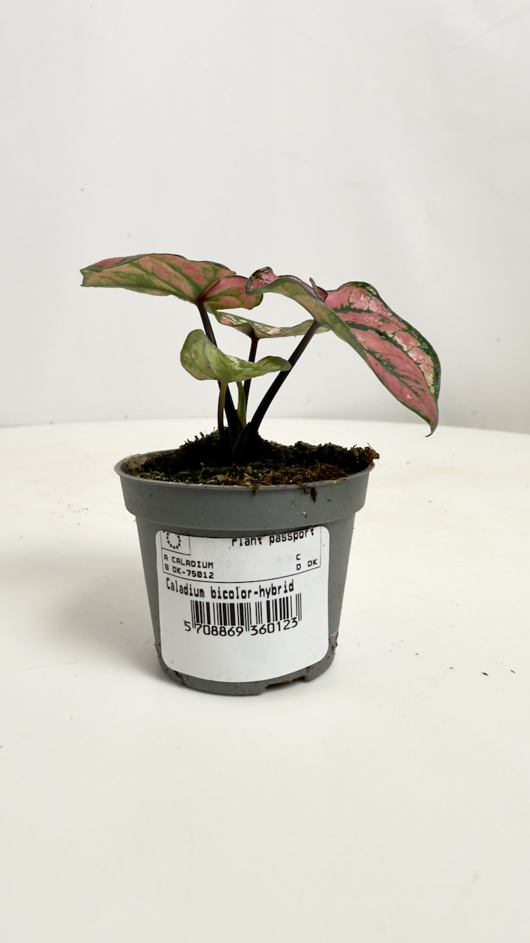 Caladium Purple Light