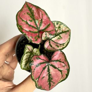 caladium purple light