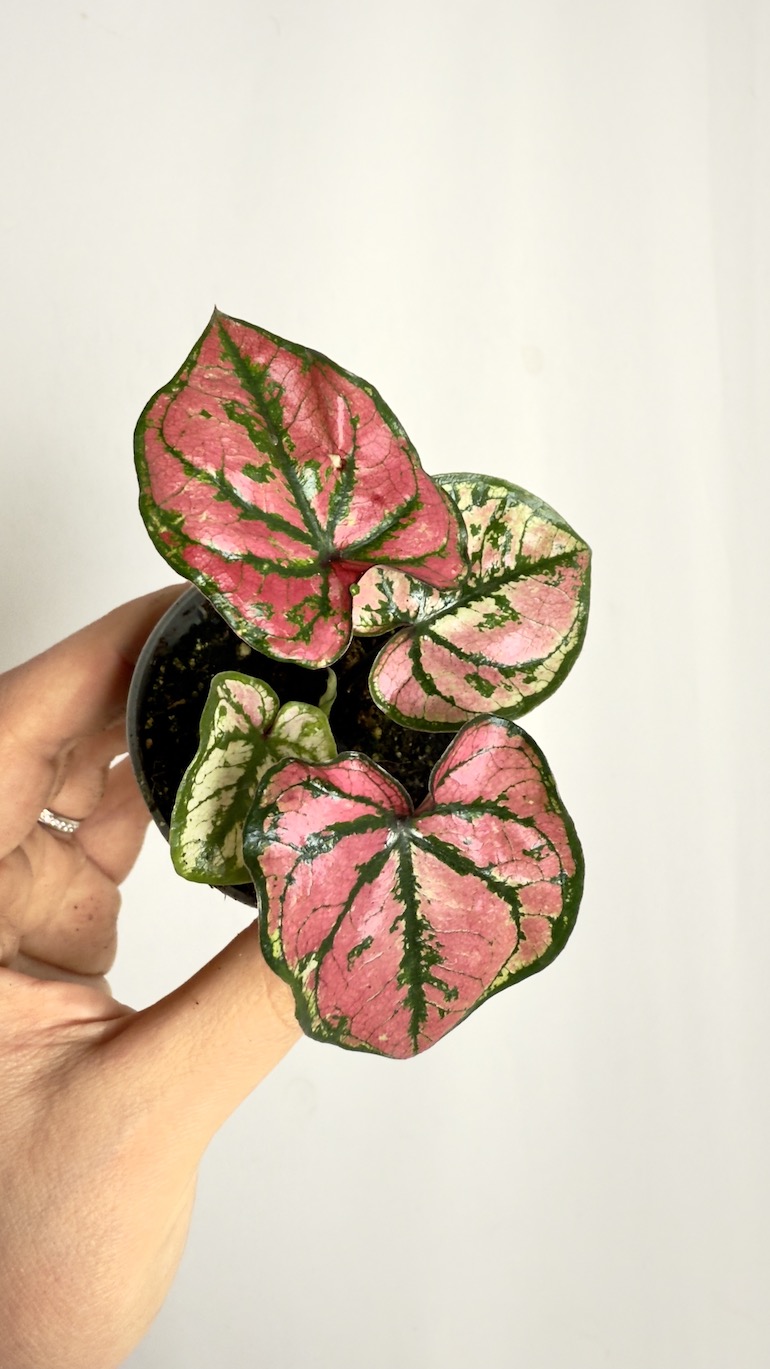 Caladium Purple Light