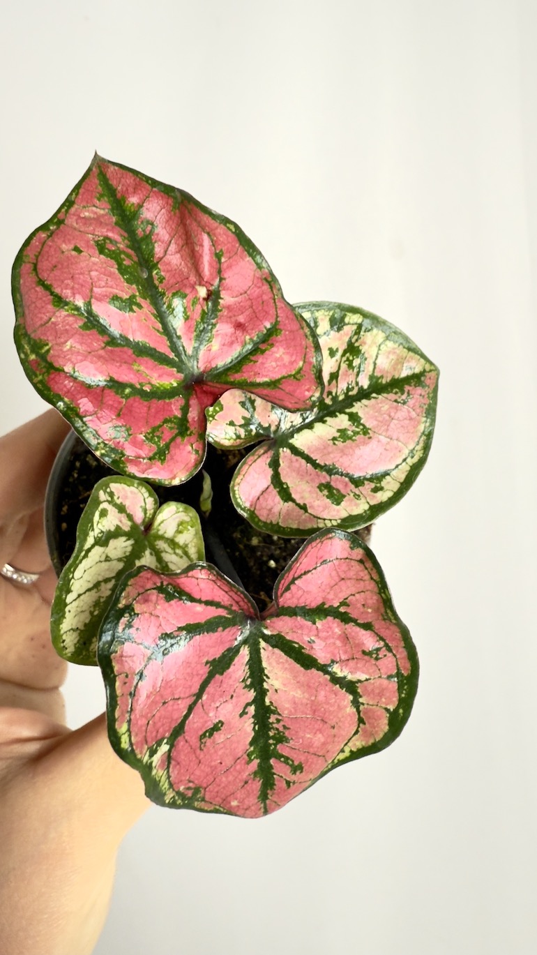 Caladium Purple Light