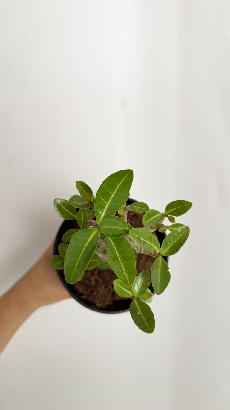 Adenium Obesum