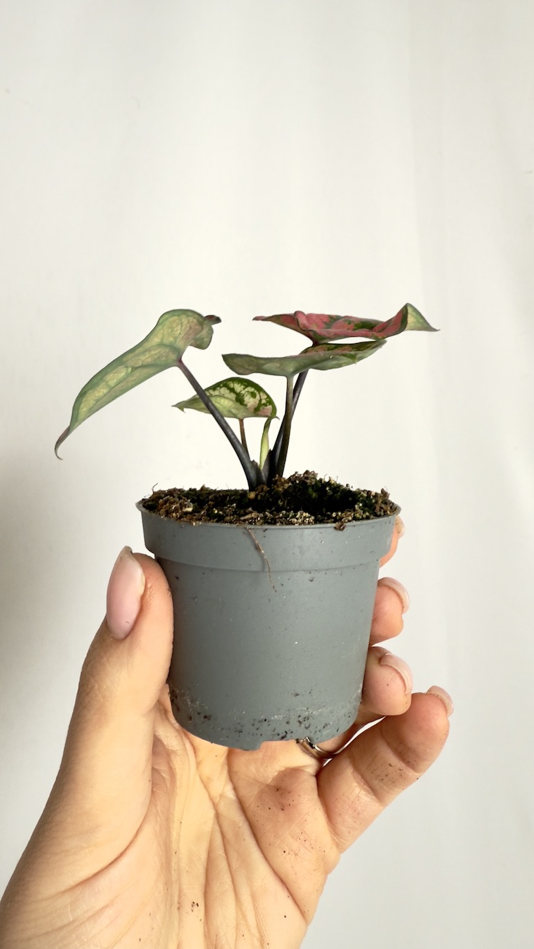 Caladium Purple Light