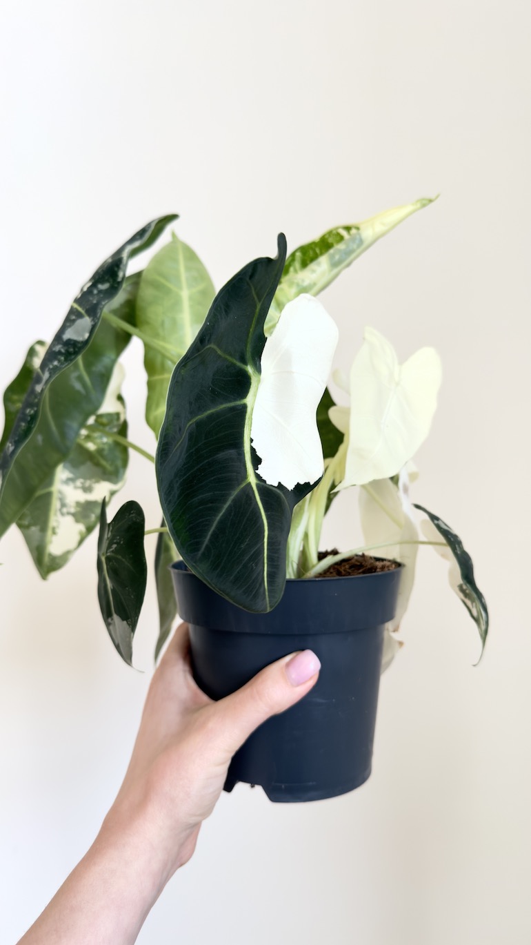 Alocasia Frydek Variegata