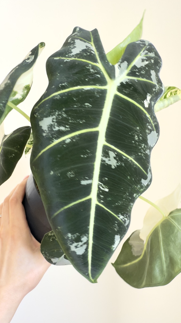 Alocasia Frydek Variegata