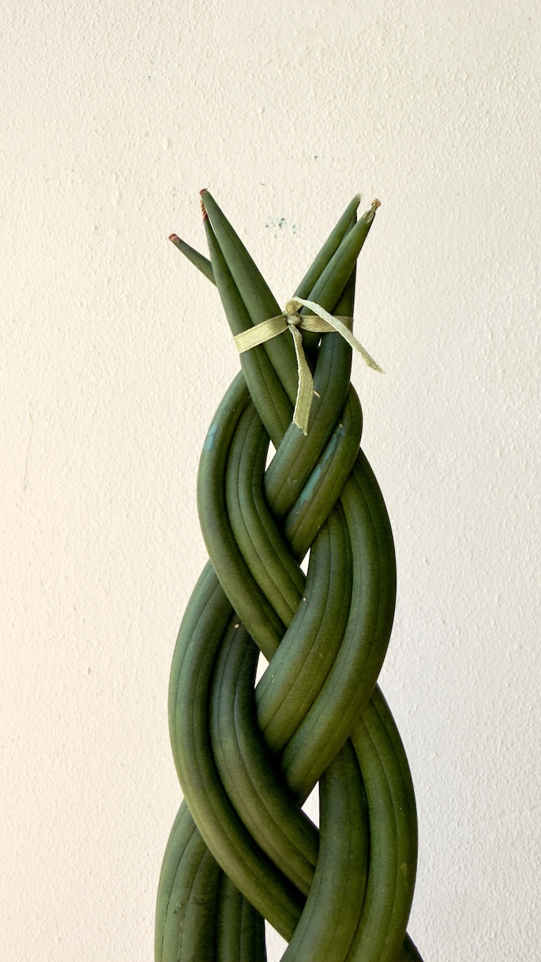 Sansevieria cylindrica braided