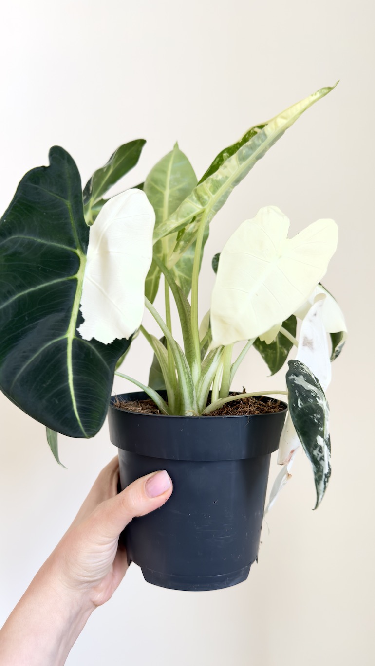 Alocasia Frydek Variegata