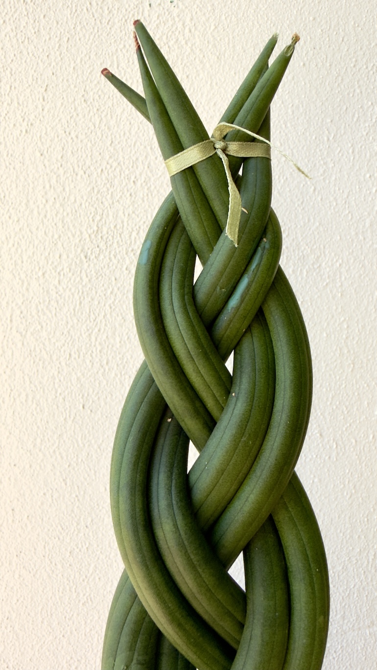 Sansevieria cylindrica braided