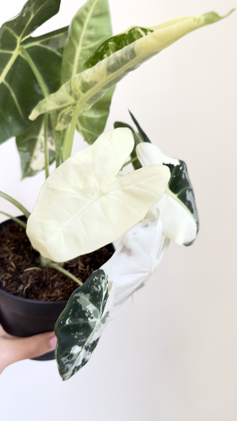 Alocasia Frydek Variegata