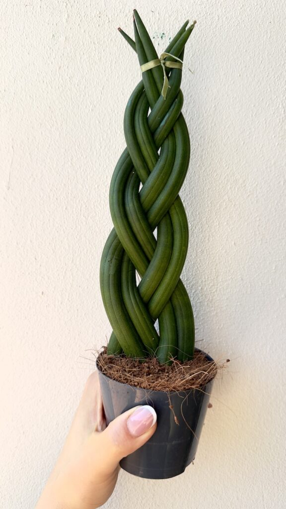 Sansevieria cylindrica Braided – pleciona sansewieria o cylindrycznych liściach w doniczce
