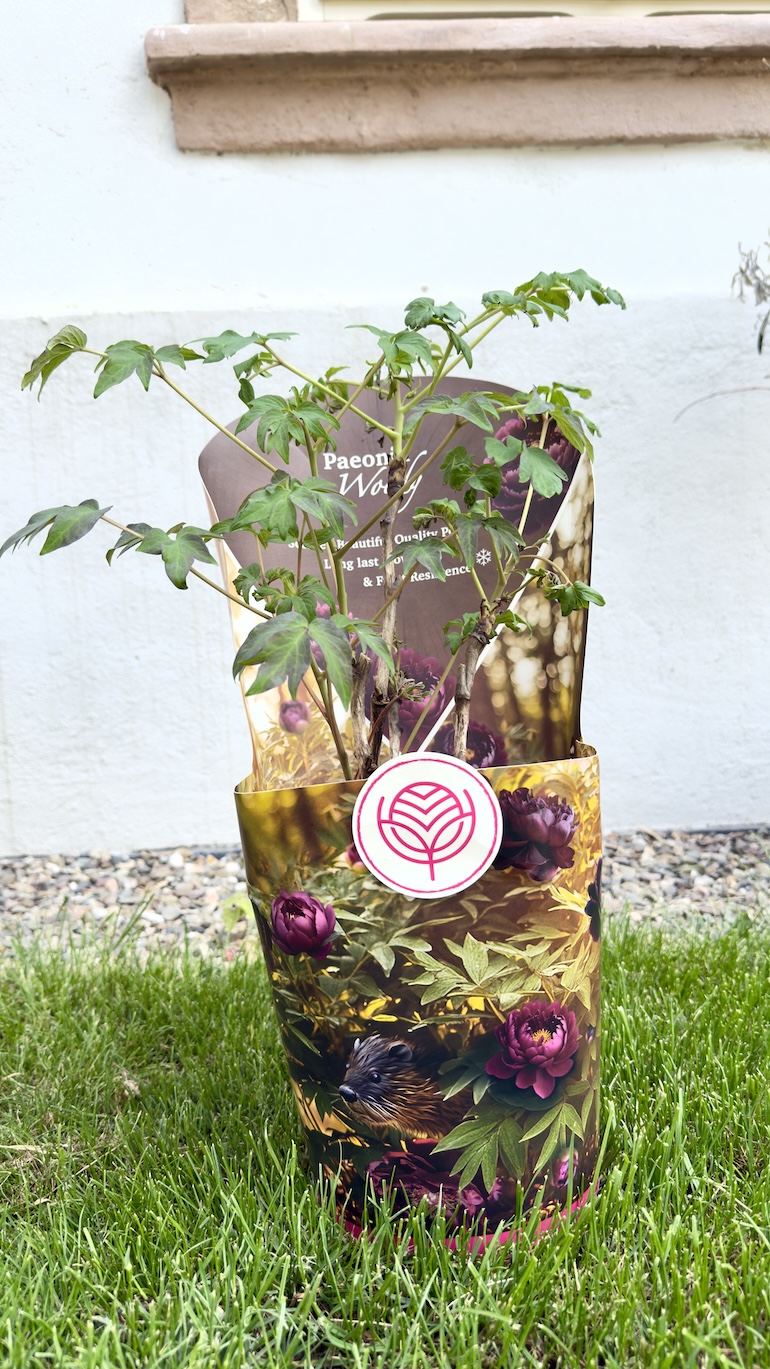 Paeonia Woody bordowa 19/35 cm