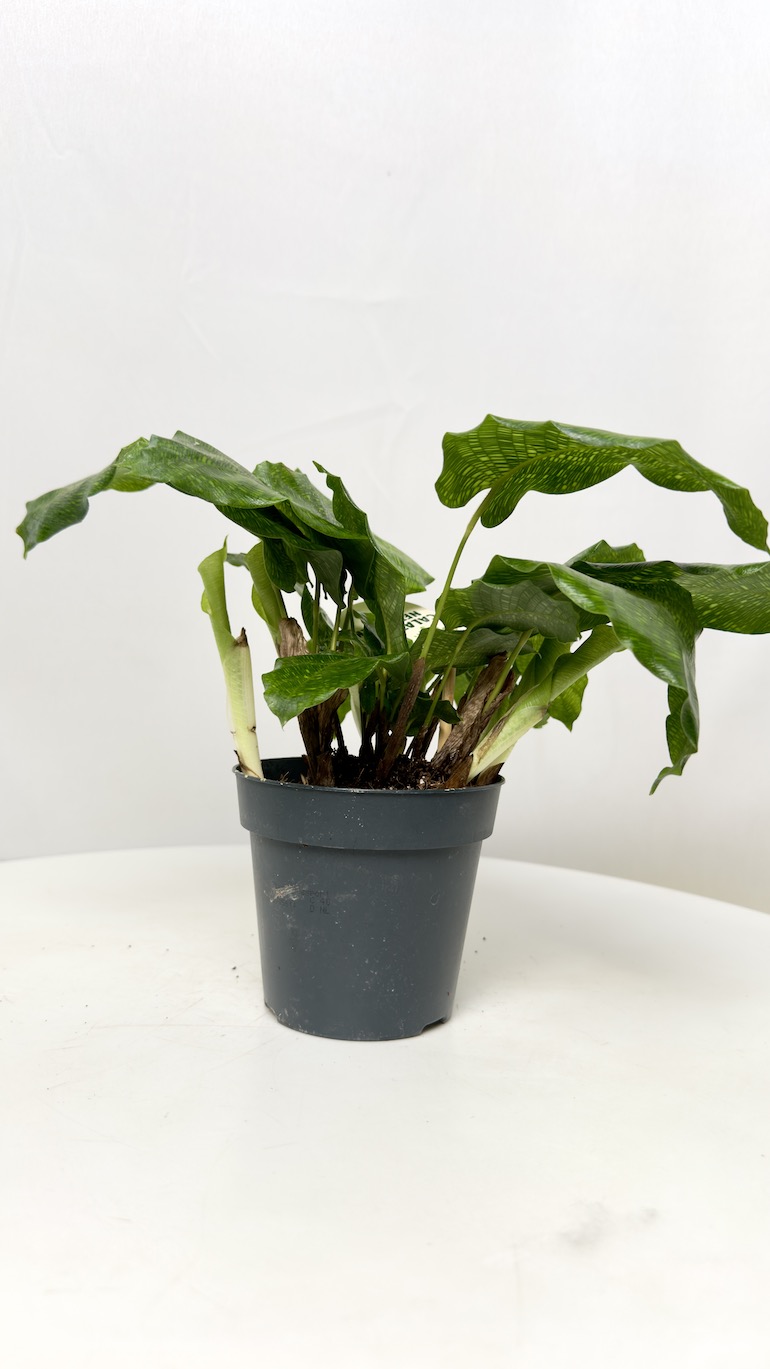 Calathea mosaic Network 12/20 cm