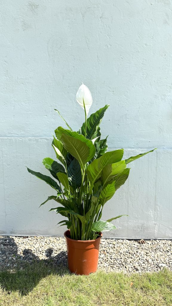 Spathiphyllum Sweet Sebastiano