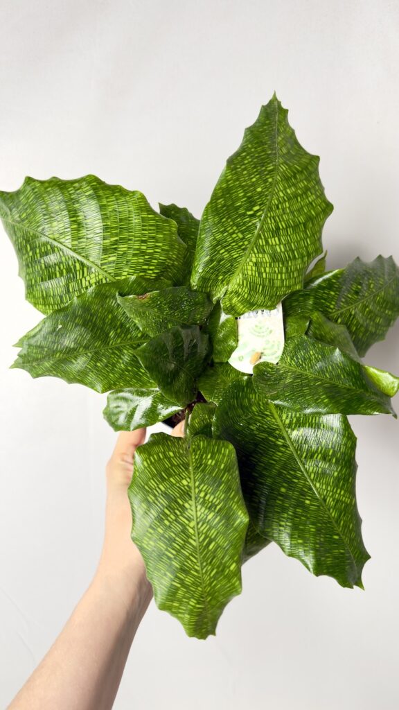 Calathea Mosaic Network 12/20 cm