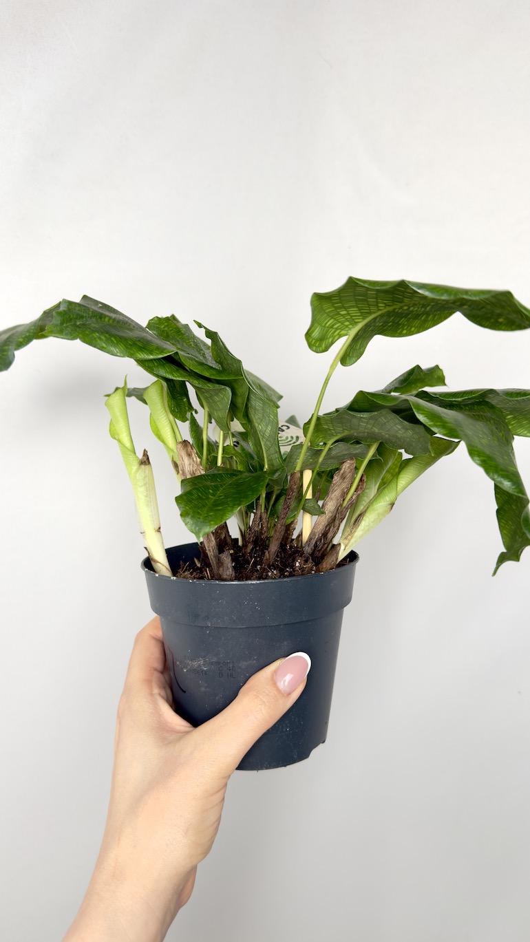 Calathea mosaic Network 12/20 cm