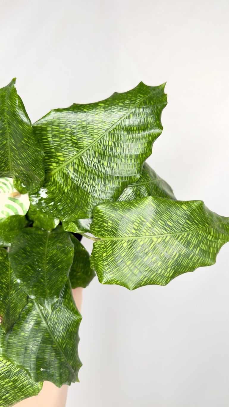 Calathea mosaic Network 12/20 cm