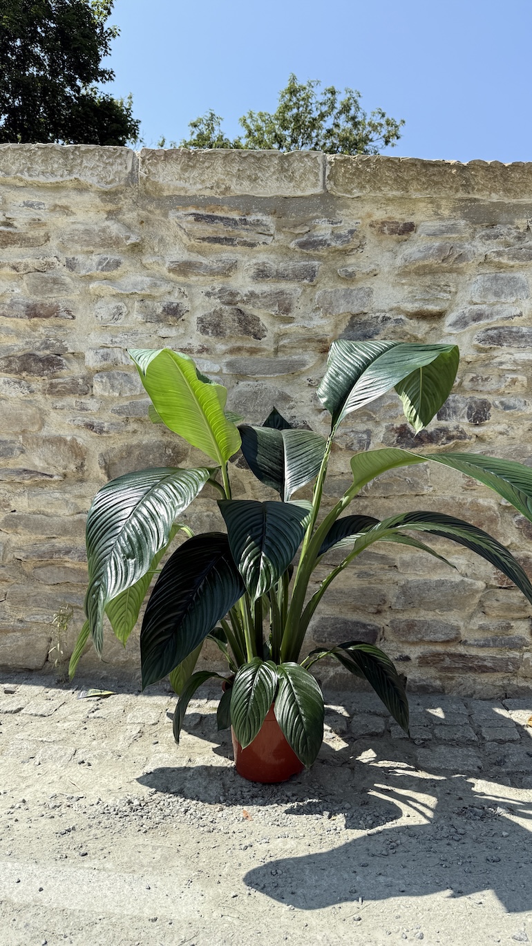 Spathiphyllum Sensation