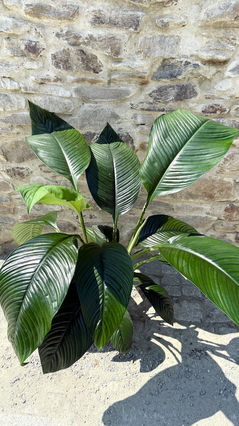 Spathiphyllum Sensation