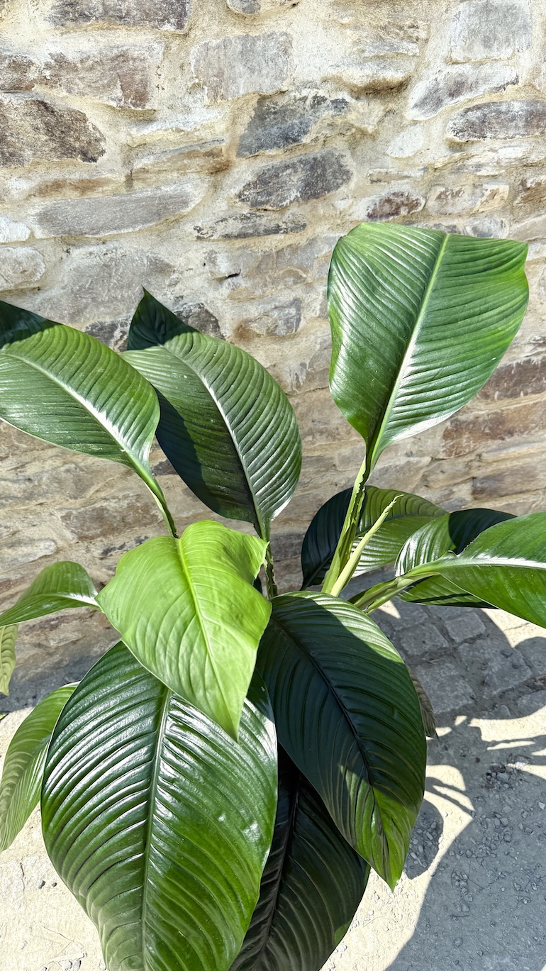 Spathiphyllum Sensation