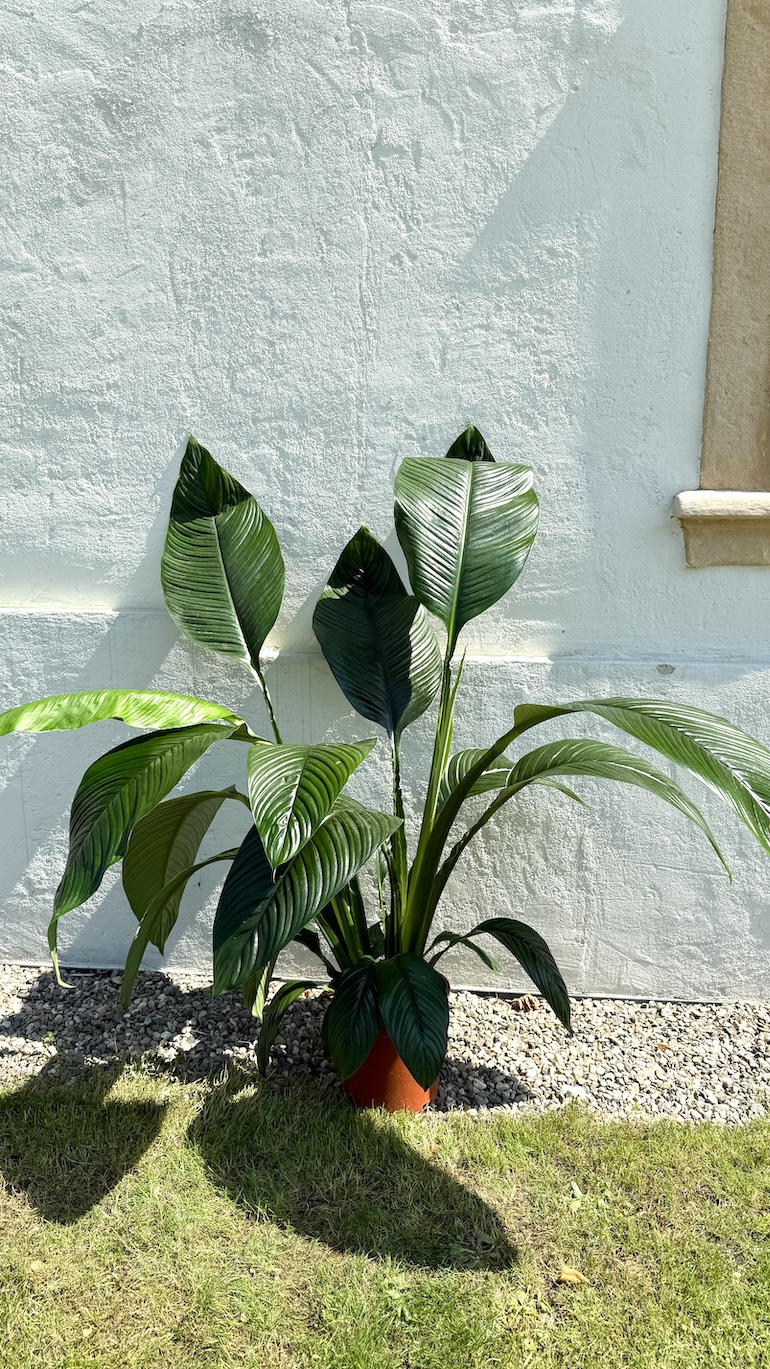 Spathiphyllum Sensation