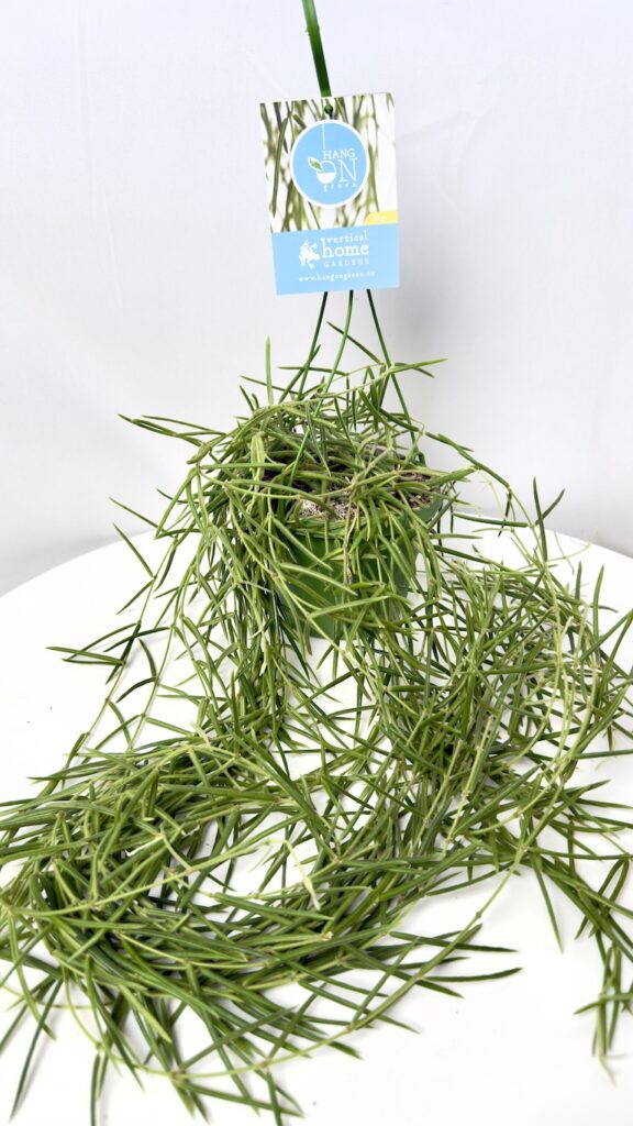 Hoya linearis 14/50 cm w wiszącej doniczce ze zwisającymi pędami