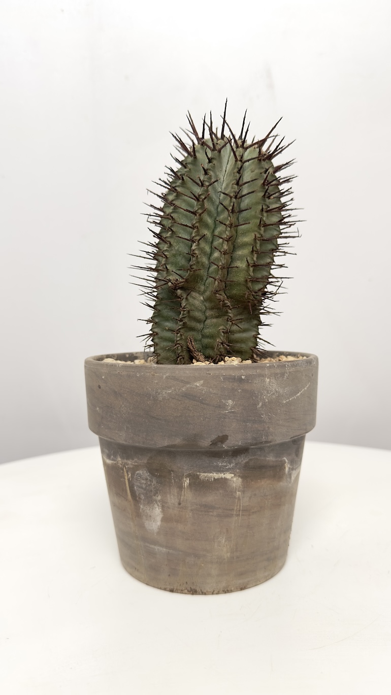 Euphorbia Horrida