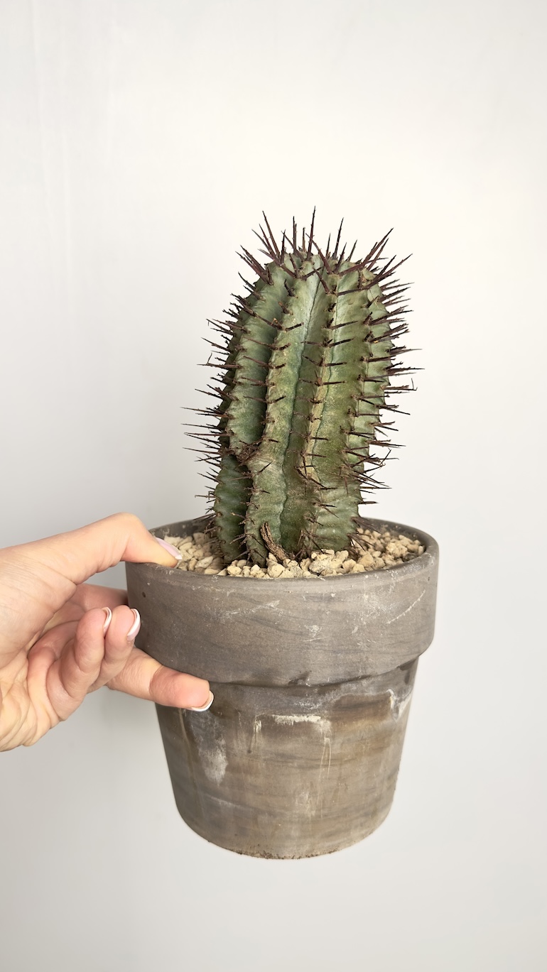 Euphorbia Horrida