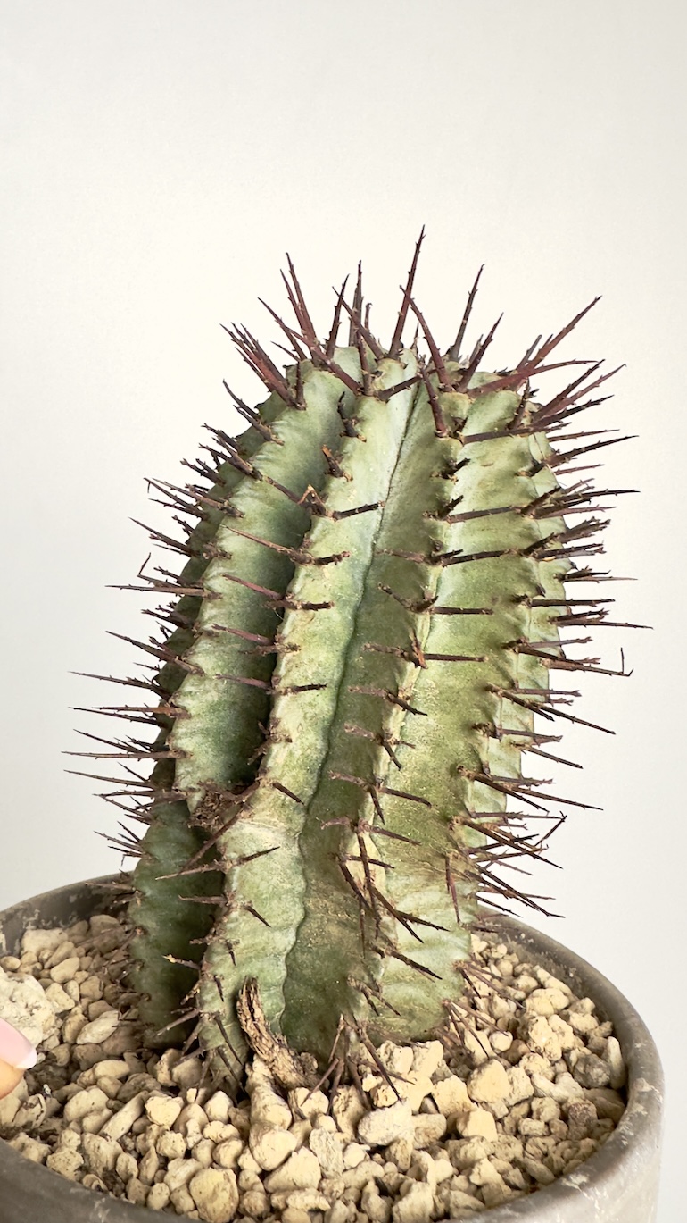Euphorbia Horrida