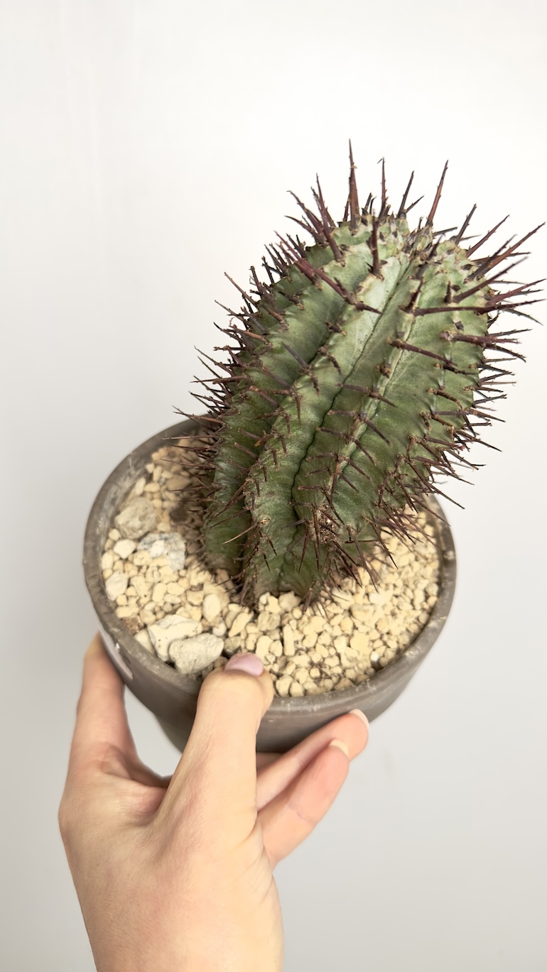 Euphorbia Horrida