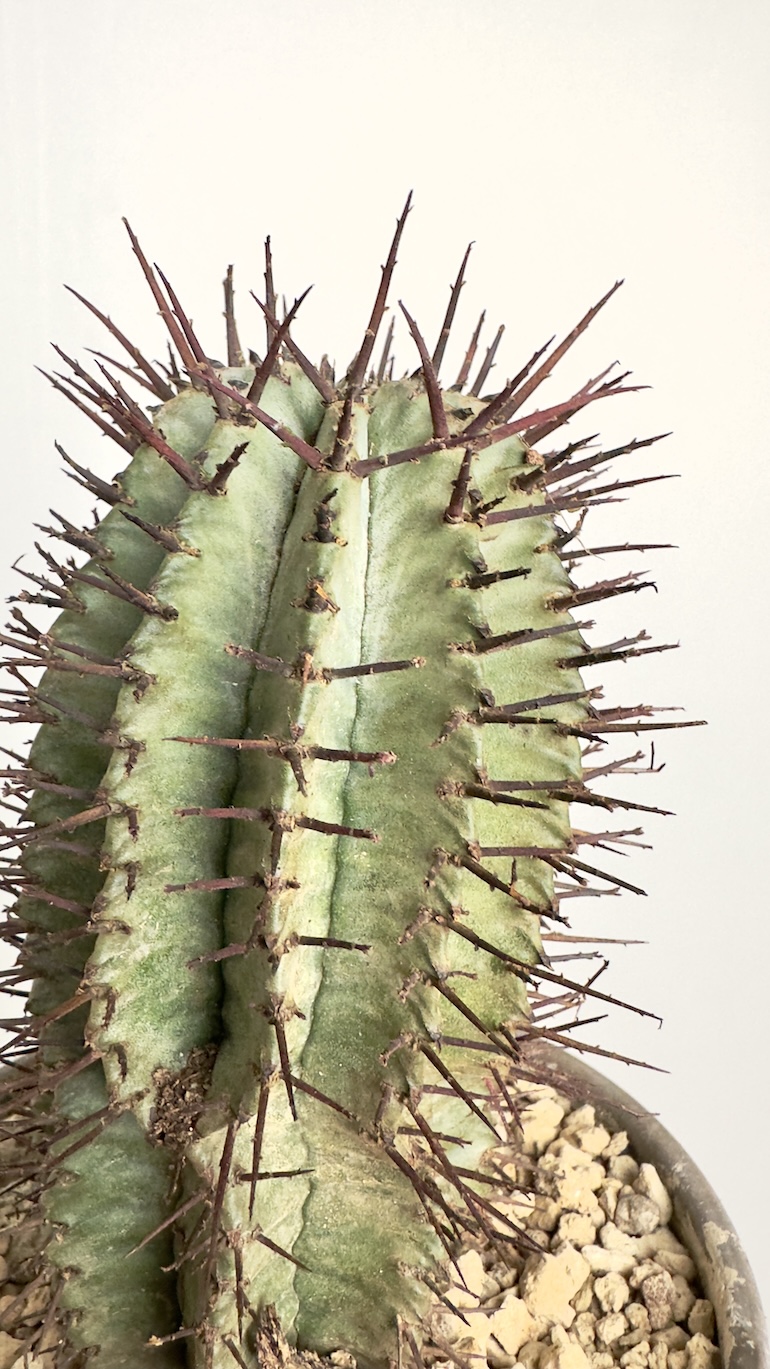 Euphorbia Horrida