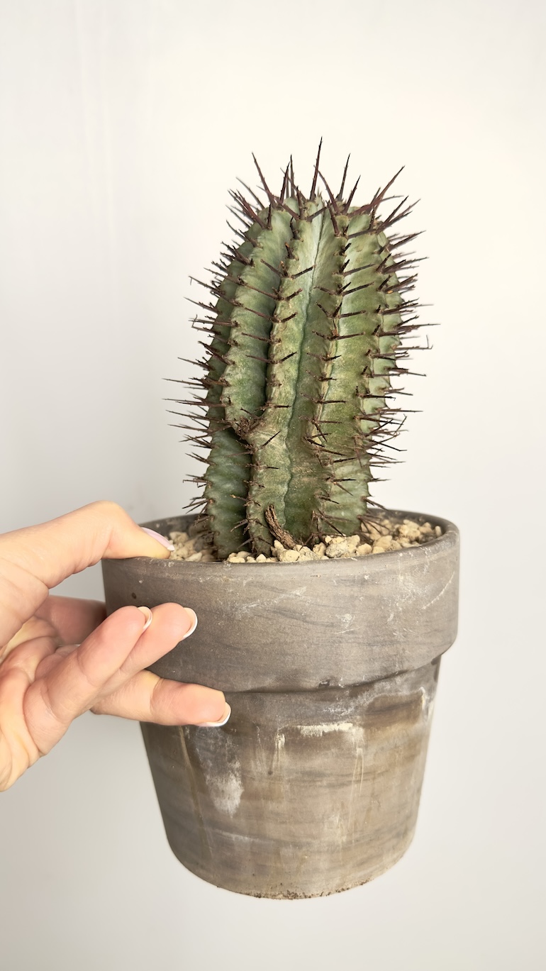 Euphorbia Horrida