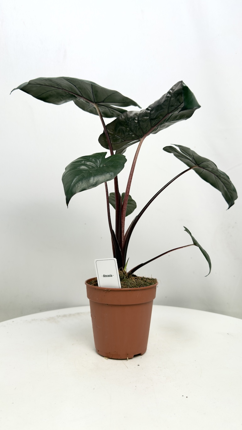 Alocasia Yukatan Princess