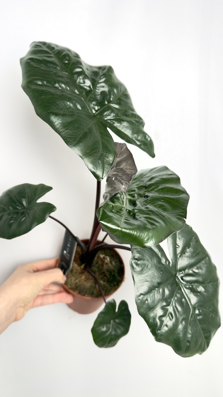 Alocasia Yukatan Princess